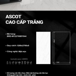 Ascot cao cấp trắng M122709BY044